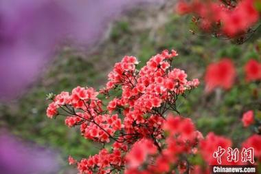 Hamparan Bunga Azalea Warnai Gunung Tiantang
