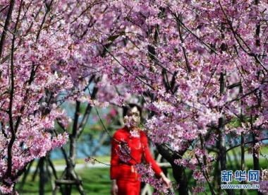 Bunga Sakura Serlah Keindahan Fujian