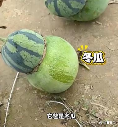 女子在瓜地发现东西瓜 自然奇观引发热议