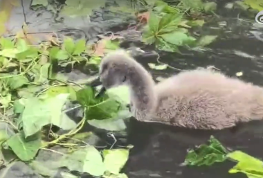 北京一公园内黑天鹅幼雏失踪 目前已报警暂未确定嫌疑人