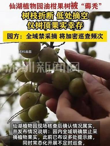 深圳仙湖植物园油柑果树被“薅秃”