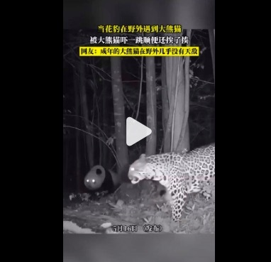 成年的大熊猫在野外几乎没有天敌