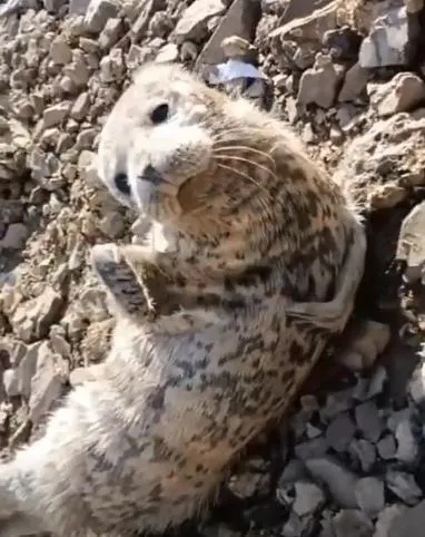 奶凶奶凶的！小海豹连续四天上岸求助