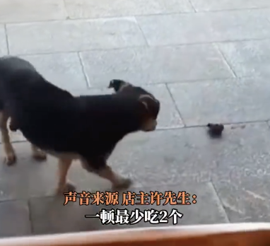 烤鴨店搬家小狗跑6站地找來 尋味歸途