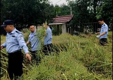 4位民警帮残疾村民抢收600多斤油菜 警民情深暖人心