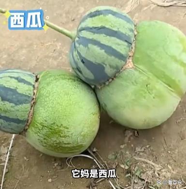 女子在瓜地发现东西瓜 自然奇观引发热议