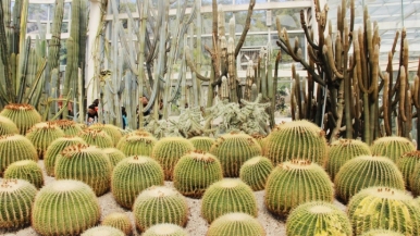 Tips para visitar el Jardín Botánico de Xiamen