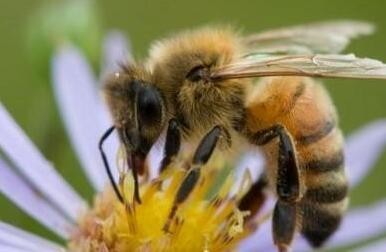 早报|中国红十字会向印援助蜜蜂“嗅出”新冠病毒