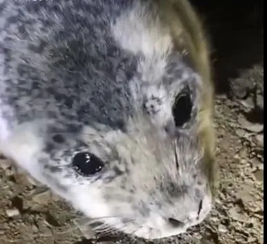 奶凶奶凶的！小海豹连续四天上岸求助