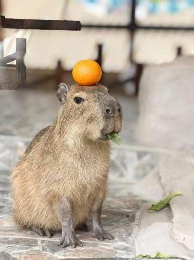 悬赏1万抓捕出逃卡皮巴拉 仍未找到 全城紧急搜寻中