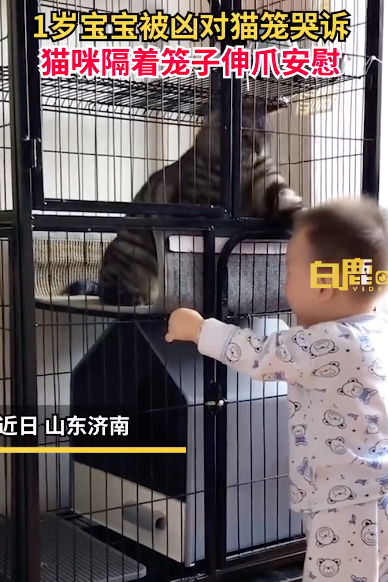宝宝被骂扒猫笼哭诉获猫咪摸头安慰 猫：你等我出的！