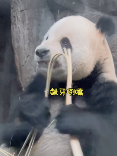 发现一只偷感很重的大熊猫 网友争相提问