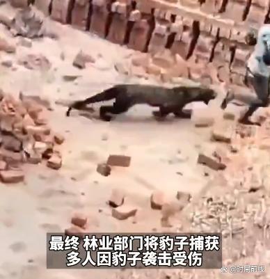 太猛了！印度男子与黑豹近身肉搏 将其按倒捂嘴
