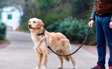 山东很多宠物主不知养犬新规红线 遛狗不拴绳频惹纠纷