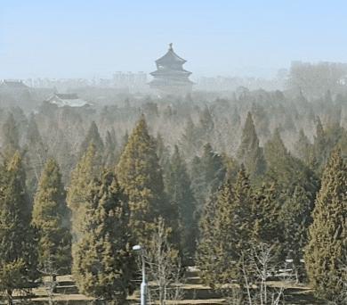 北京天壇公園柏樹“冒煙”后續(xù)來了！“過敏元兇”為何不能一砍了之,？ 古樹保護與生態(tài)平衡