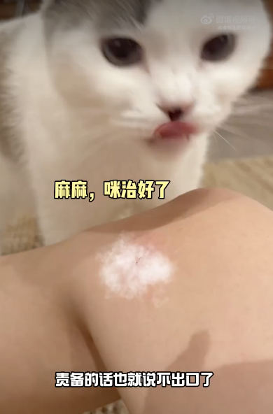 小猫反复确认主人是否原谅自己 小心翼翼讨好你