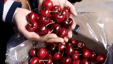 车厘子“J”代表什么 果径大小的秘密