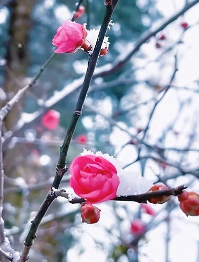 河南多地雪中梅花悄然绽放