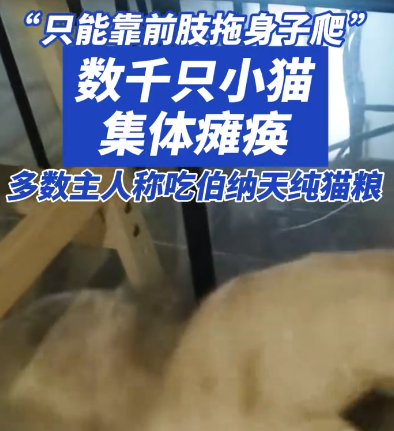 伯纳天纯猫粮已卖超2万份 近30天销售额超500万 