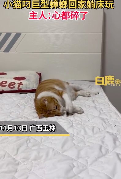 小猫叼巨型蟑螂回家躺床抱着玩
