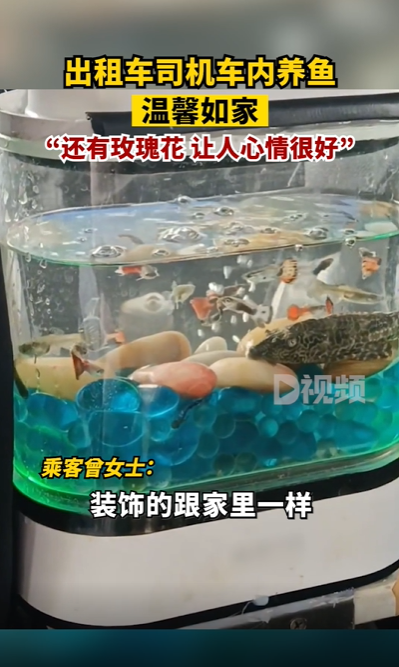 大叔出租车内放鱼缸养鱼乘客很欢喜 鱼：我怎么晕晕的