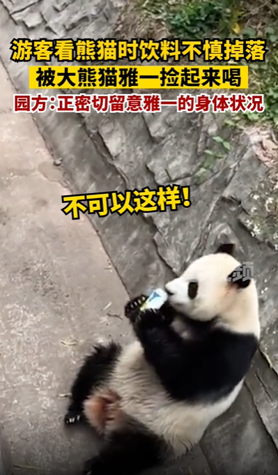 游客饮料掉落被大熊猫捡来喝 网友：建议加入黑名单 