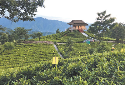 湖南省安化县黑茶产业带动10万建档立卡贫困人口脱贫致富 一片树叶成就一个大产业