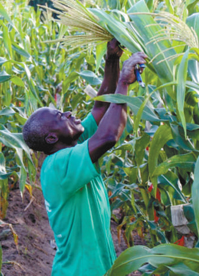 中非合作，交流农业“致富经”