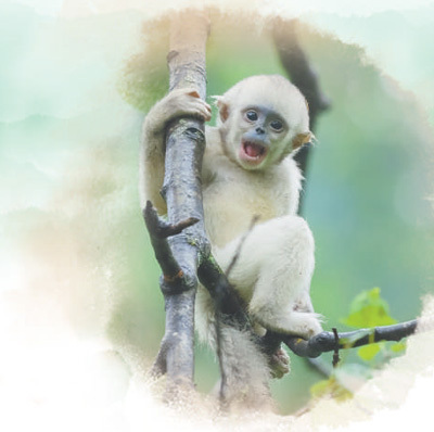 滇金丝猴保护见成效（人民眼·加强生物多样性保护）