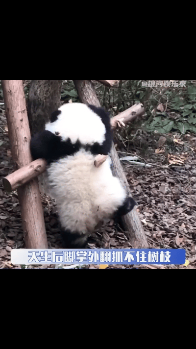 大熊猫花花粉丝人山人海 网友：好想把花花抱回家