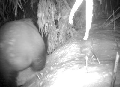 野生大熊猫用屁股蹭了蹭红外相机，抬腿撒了泡尿走了