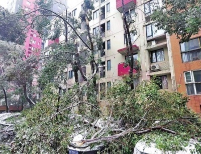 一场冻雨大雪为何压断了那么多树？十年来树木受损最严重的一次！