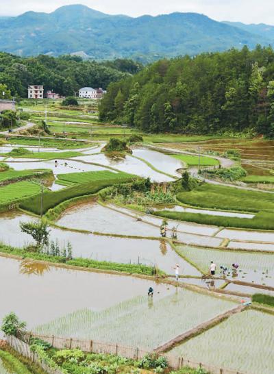 中医建议芒种可适量吃苦 解暑养生正当时