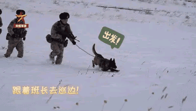 军犬“敖龙”的踏雪巡逻初体验 忠诚与勇敢的考验