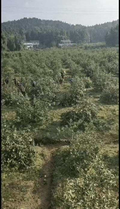 誰手上有黃檸檬 誰就有巨額資產(chǎn)：檸檬漲價(jià)引發(fā)市場波動(dòng)
