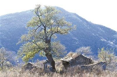 京西多株国槐达标一级古树未挂牌保护 古树保护现状堪忧