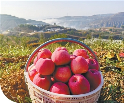 种植苹果，他们向沙漠"抢地盘"
