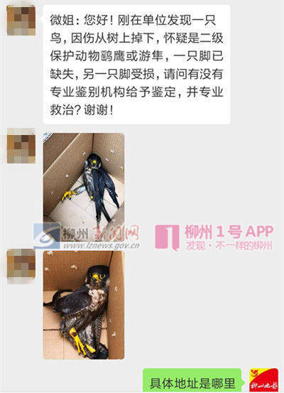 女子捡到受伤游隼送医 一路唠嗑安抚