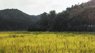 “声动”二十四节气·寒露 秋意浓情