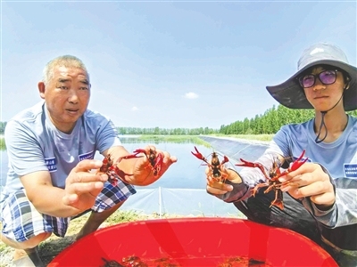 南方鱼虾蟹，江北出水“莱”——青岛莱西姜山湿地千亩小龙虾喜获丰收，年产量超5万斤