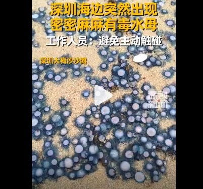 海边游玩请勿触碰银币水母 不慎被蜇伤，标准急救步骤