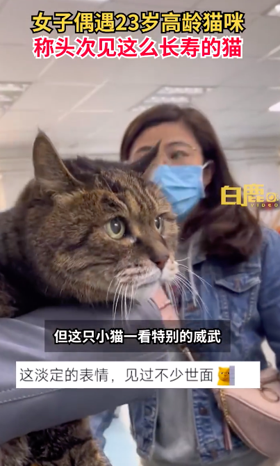 23岁猫咪被众人围观一脸淡定 快来膜拜猫届的老祖宗