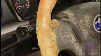 女子洗車9天方向盤長(zhǎng)出3cm霉菌