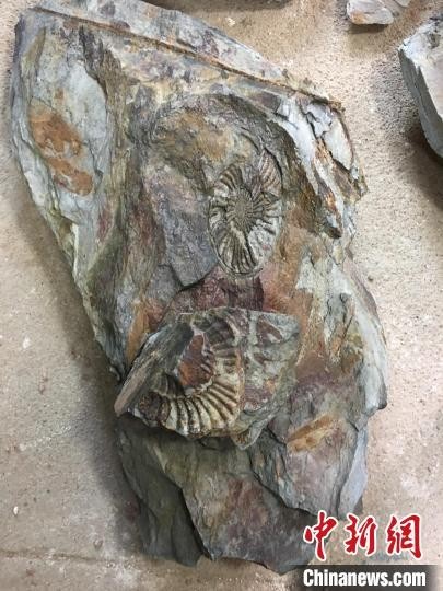 图为在广东河源新发现的距今1.82亿年的“菊石化石”。　宋秀杰 摄