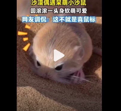网友在沙漠偶遇呆萌小沙鼠
