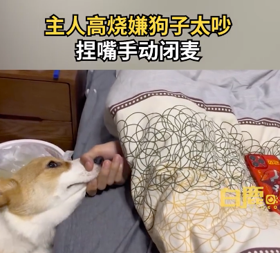 主人高烧嫌狗子太吵捏嘴手动闭麦!狗子:你等着!你松开了的!