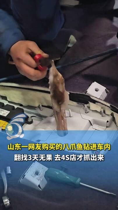 八爪鱼钻车内失踪3天车主崩溃求助