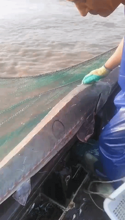 渔民捕获一条50多公斤野生中华鲟 第一时间放生