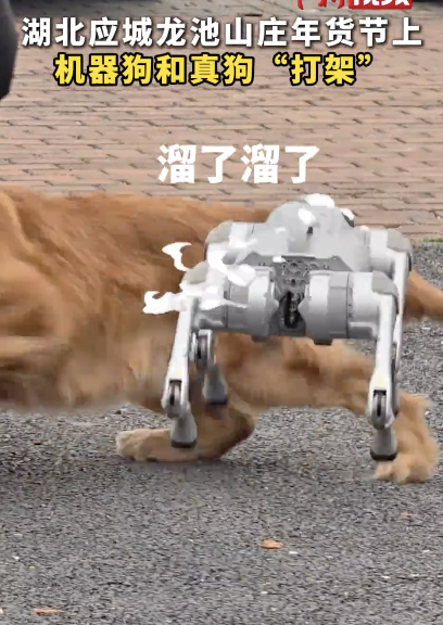机器狗和真狗“打架”