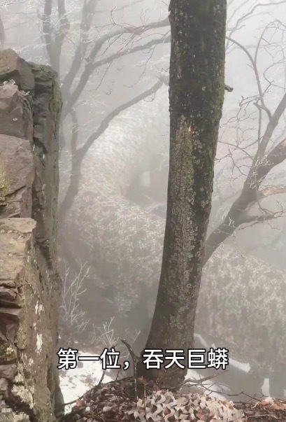 照相界又来一位天才